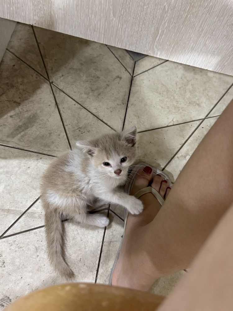 Отдам котенка в добрые руки