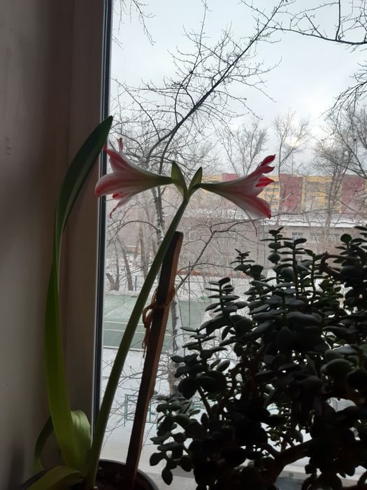 Цветок амариллис