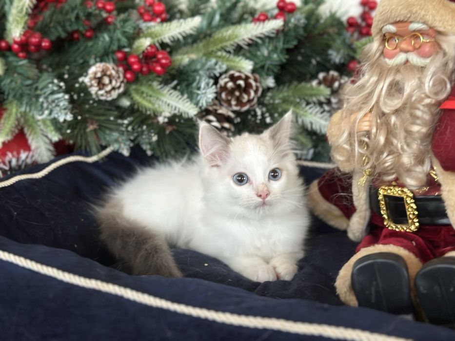 Регдол /Ragdoll / момченце