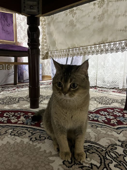 Вязка кота с кошечкой
