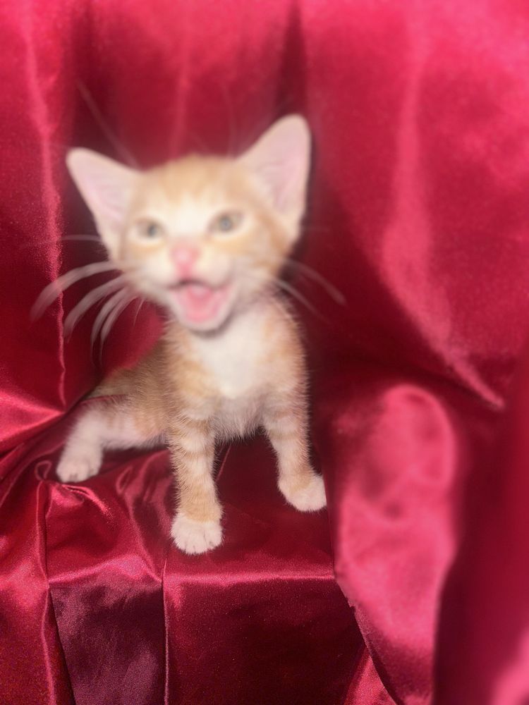 Отдам котят в добрые руки!