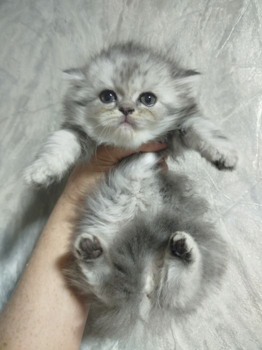 Котята британцы 1,5 месяца