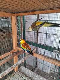 Певчие атласные попугаи