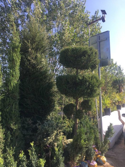 Archa sasna tuya majvenik sotiladi