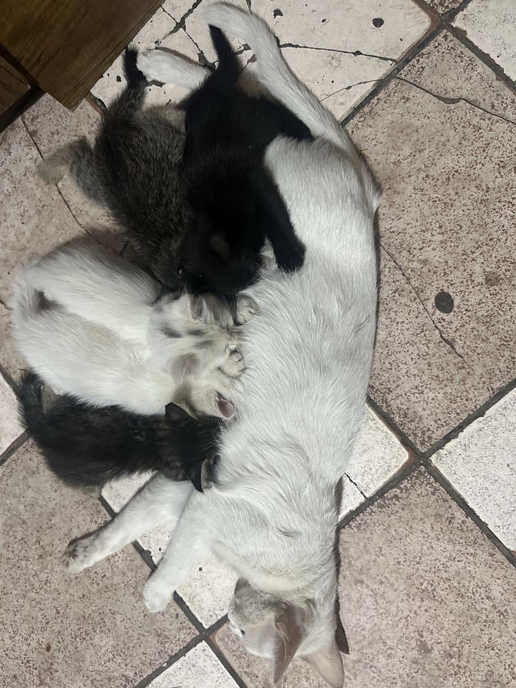 6 ta mushuk bepul beriladi