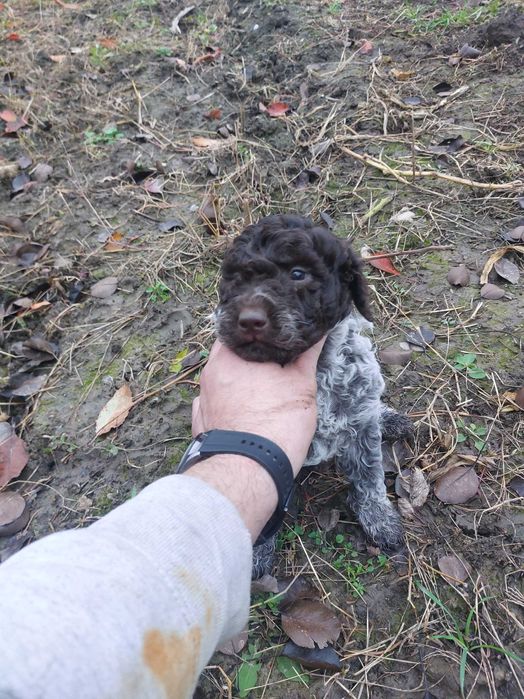 Малки кученца Лагото