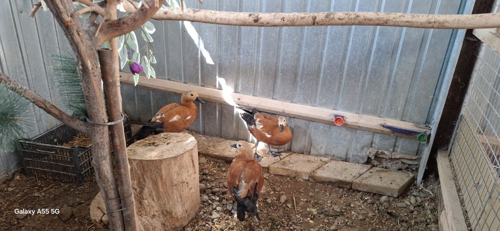 Продам уток огарей