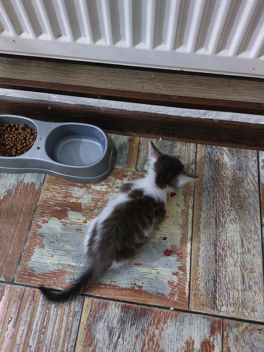 Котята мальчик и девочка