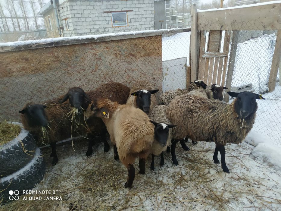 Продам баранов или обмен крс или лошадь