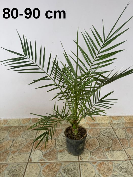Phoenix Canariensis 80-100 cm