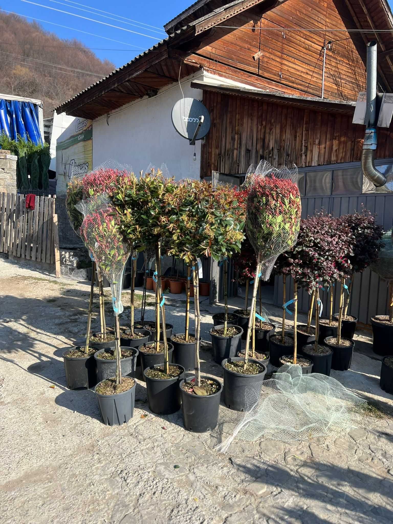 Transformă-ți curtea într-un colț de rai cu plante decorative de efect