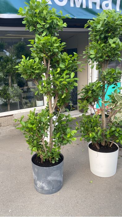 Фикус Драцена высокие растения комнатные цветы для офиса доставк