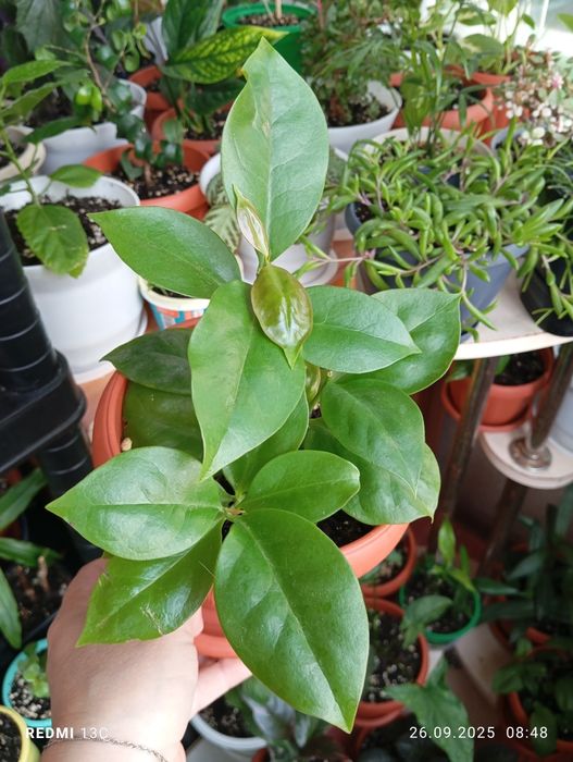 Растения разных сортов