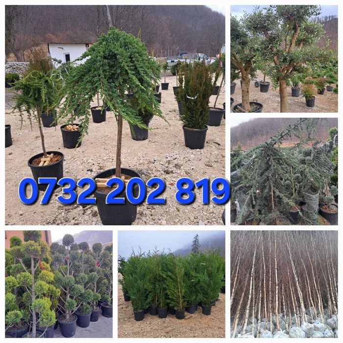 Mestecă, tei, Tuia leylandi, smarald, spirală, pon pon, magnolie,