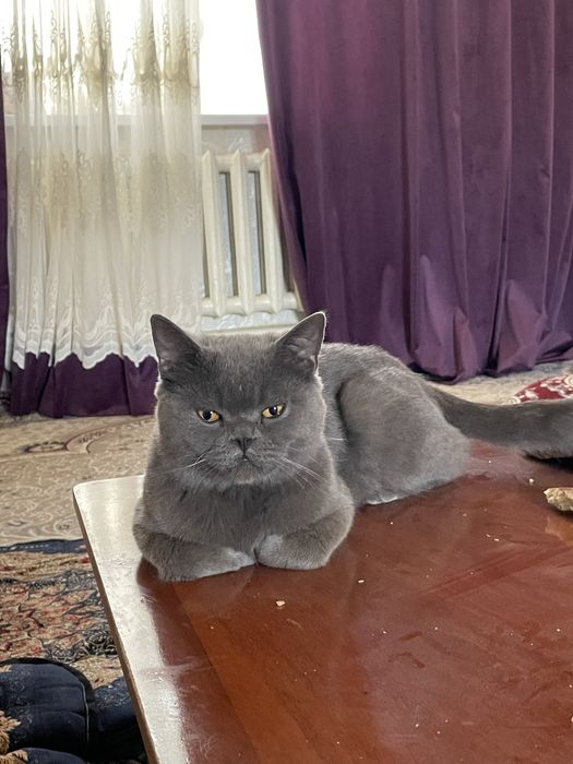 Mushuk sotiladi 50$. Zot british shetxoir