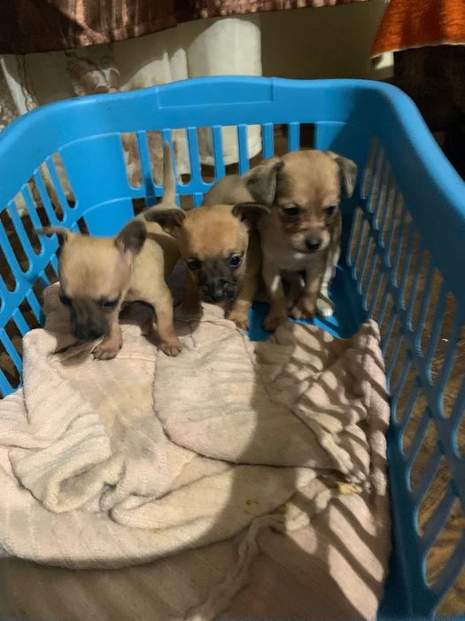 Пясъчни Мини Пинчери