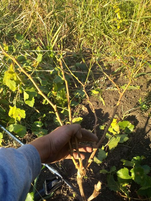 Butasi vita de vie certificata și autorizata și pomi fructiferi