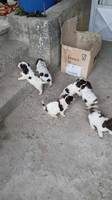 Продавам кучета логото