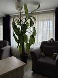 Vand planta interior