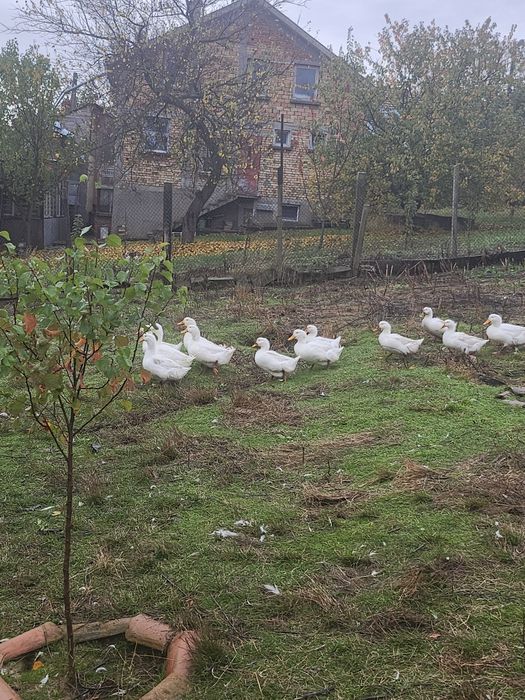 Пекински бели патици