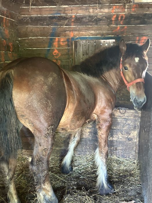 Vand manz de 1 an si 4 luni sau schimb cu variante auto