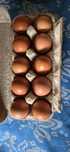 Oua  gaini Marans