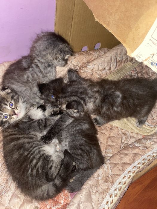 Котята вислоухие