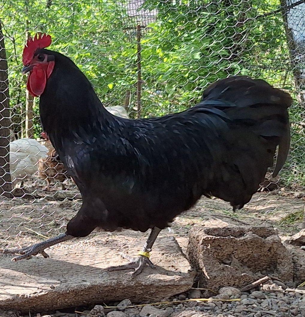 Australorp pe negru de vânzare