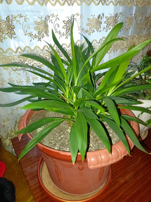 Продам комнатные цветы