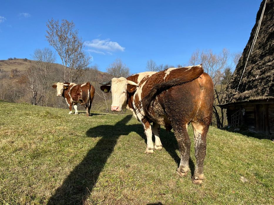 Vând boi sau schimb cu junci învățați la jug