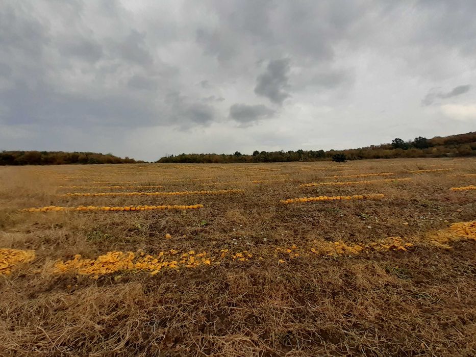Miez seminte de dovleac fara coaja, produse in Romania ECO