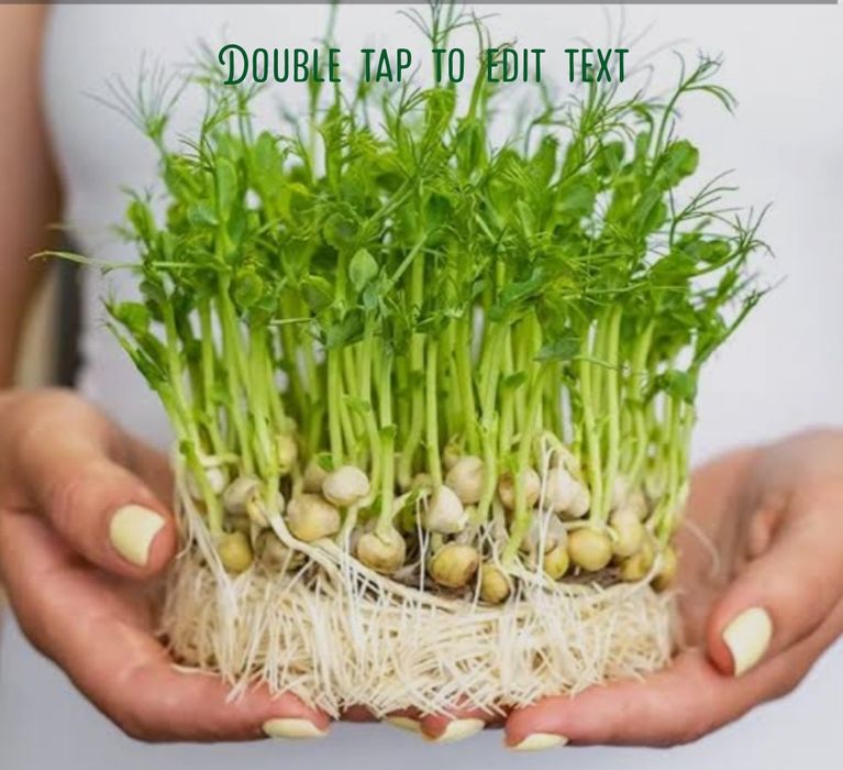 Растущая микрозелень