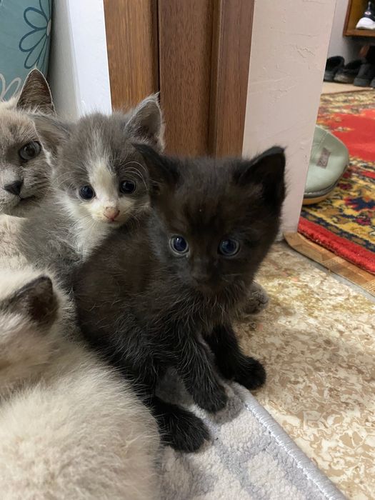 Отдам котенка в заботливые руки