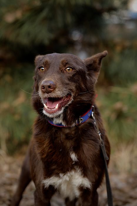 Собака в ответственные руки.