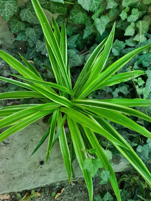 Композиция из кактусов и суккулентов, хлорофитум