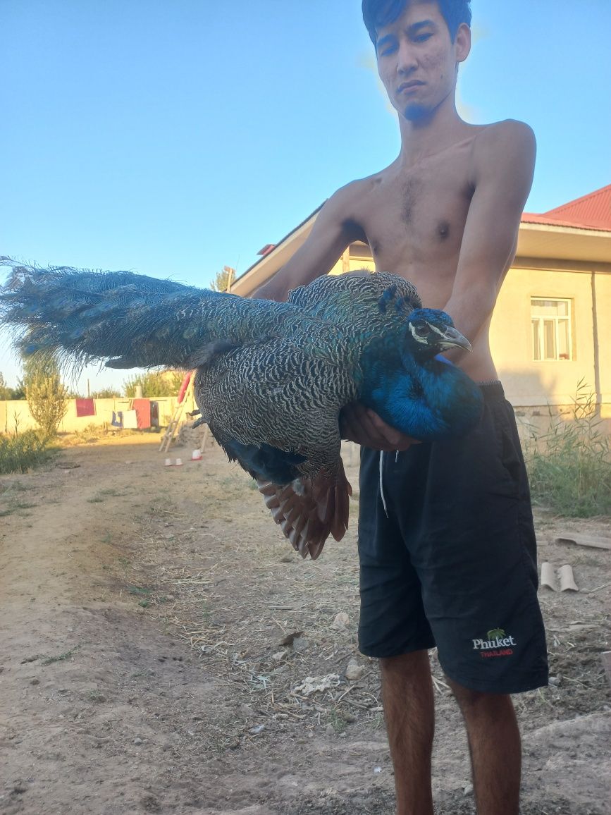 Павлин  домашний