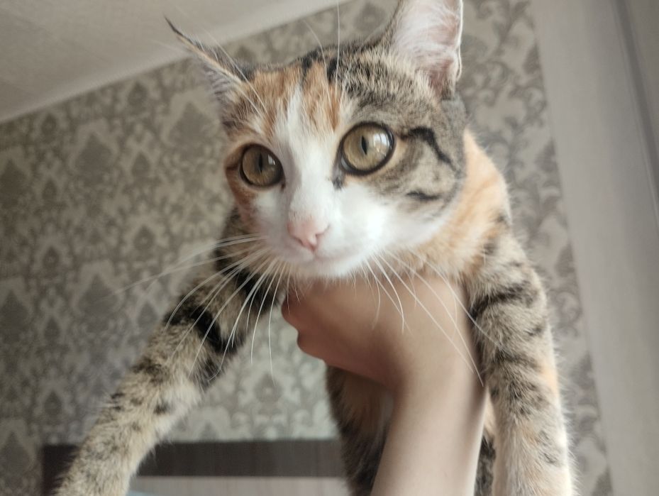 Кошечка ласковая