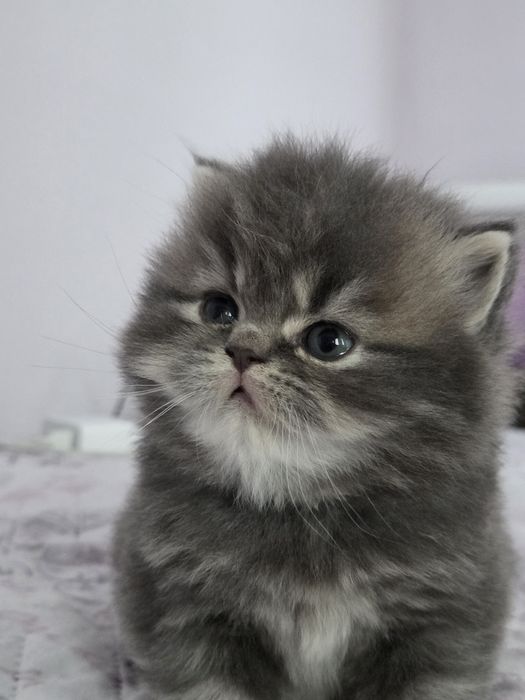 Персийски котета