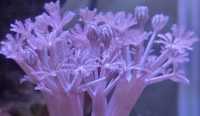 Ксения коралл