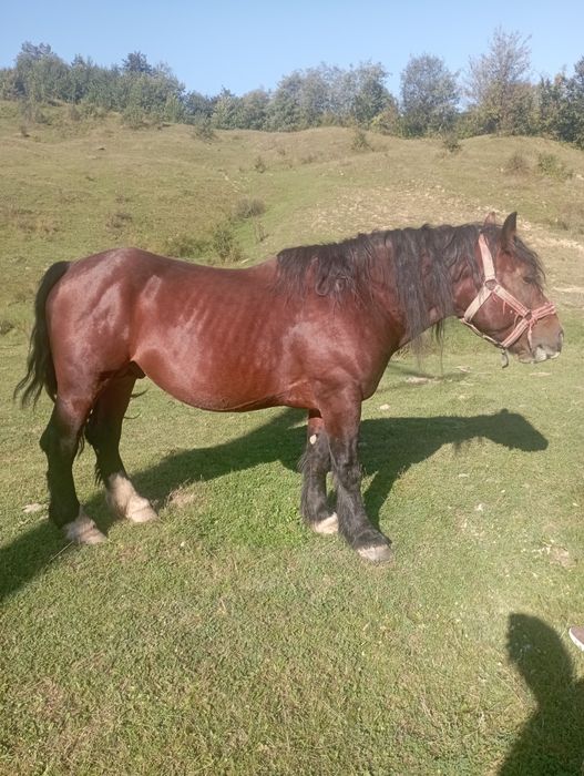 Vând armăsar de 9 ani