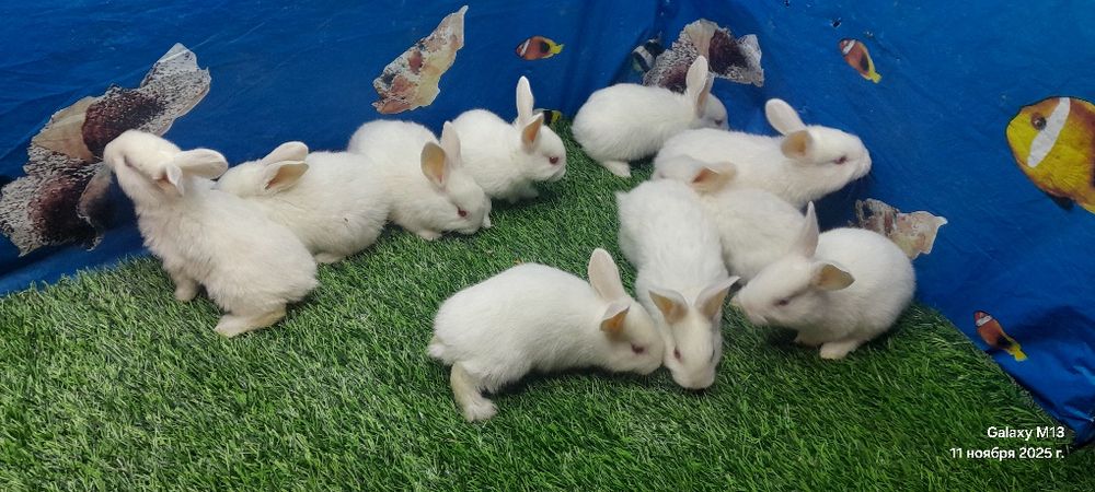 Қонақ тоза Хикол