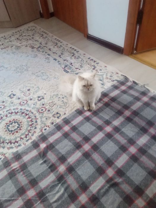 Отдам в хорошие руки породистую кошку