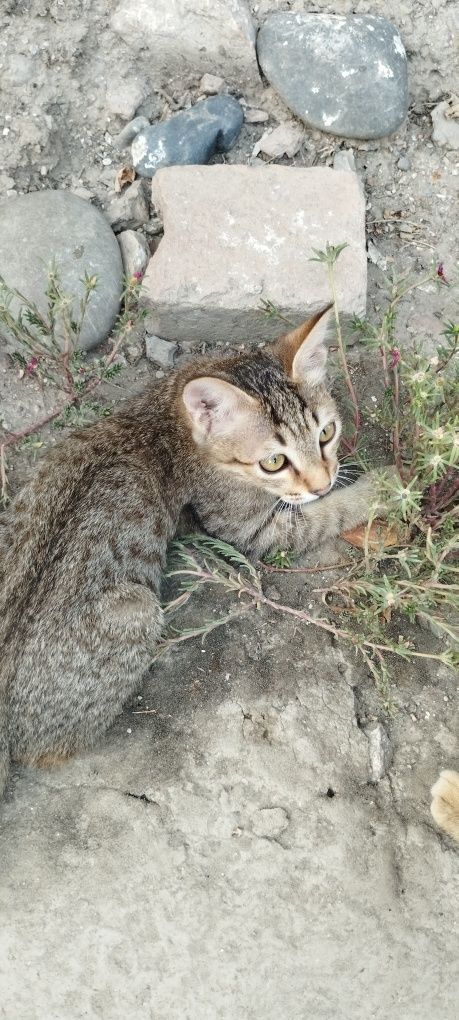 Отдам котенка мальчик