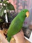 Papagal Eclectus