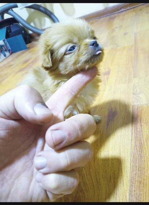 Pechinez căței  caută  căsuța