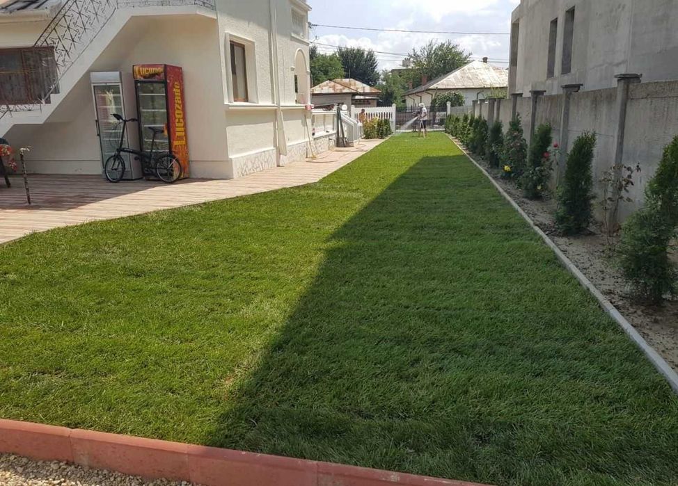 plante decorative, Brazi argintii, arțar japonez rosu verde