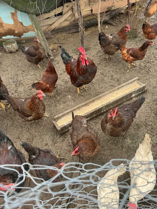 Катунски Кокошки