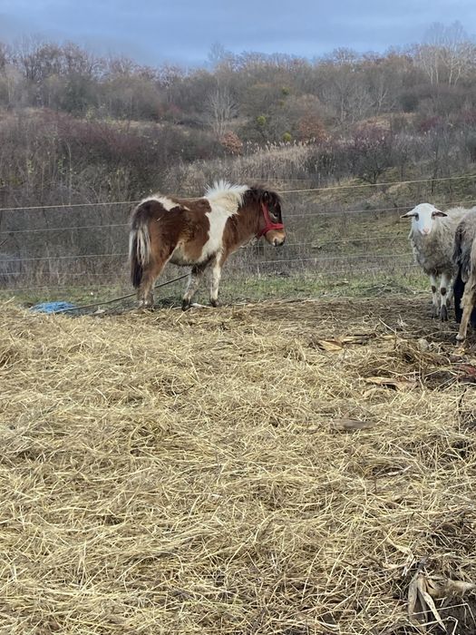 Pony de vinzare de 1 an