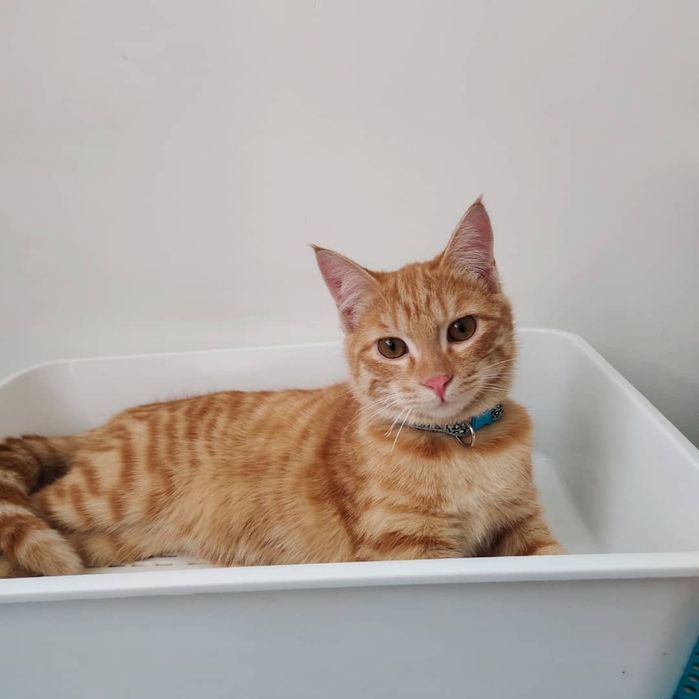 Отдам кота в хорошие руки