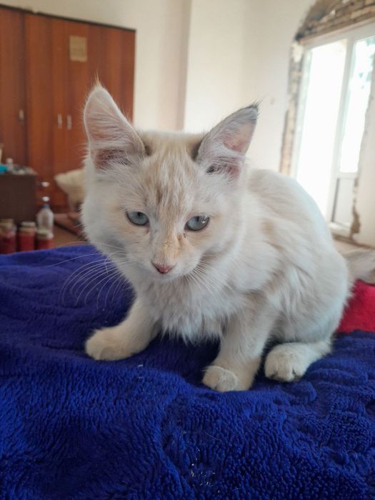 Отдам котят в ХОРОШИЕ руки!